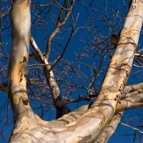 To-Dos: Your January Garden Checklist